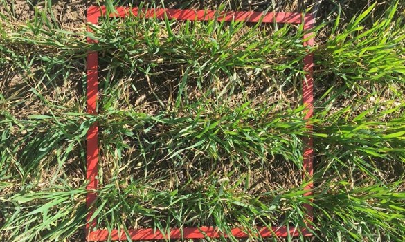 Grass with red square grid measuring device.